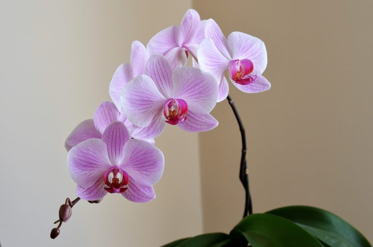 Orchid 2427238 1280